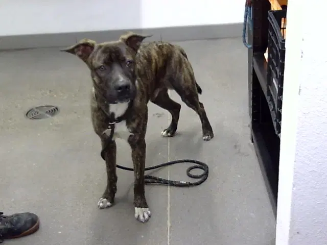 Tank - Dutch Shepherd