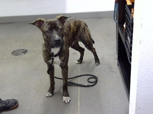 TANK, a dog for adoption from Maricopa County Animal Care & Control - East Valley Animal Care Center