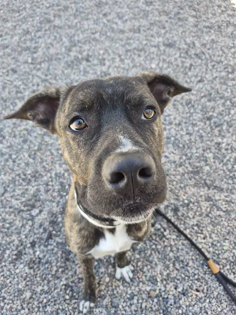 Tank - Dutch Shepherd