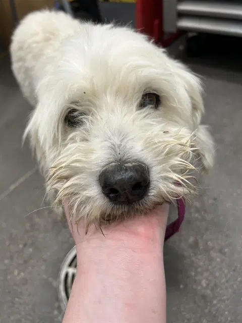 Walter - Maltese