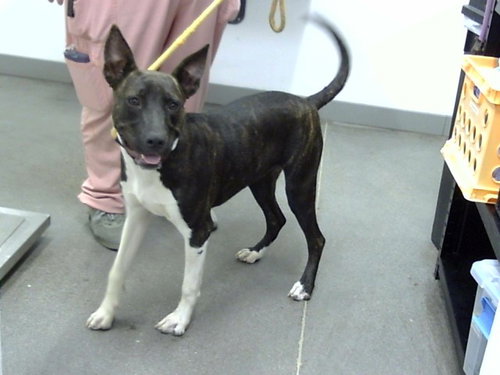 STRAWBERRY, a dog for adoption from Maricopa County Animal Care & Control - East Valley Animal Care Center