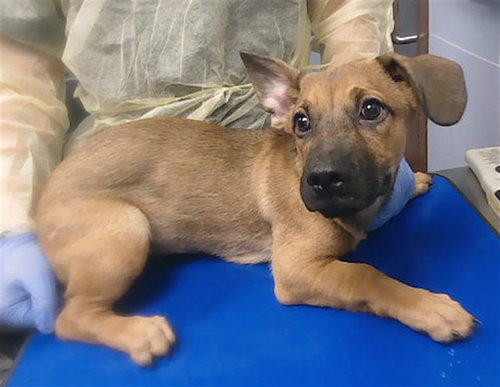 TINKERBELL, a dog for adoption from Maricopa County Animal Care & Control - East Valley Animal Care Center