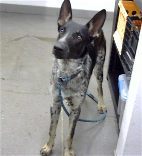LOUIE, a dog for adoption from Maricopa County Animal Care & Control - East Valley Animal Care Center