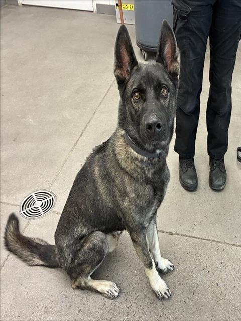 DALTON, a dog for adoption from Maricopa County Animal Care & Control - East Valley Animal Care Center