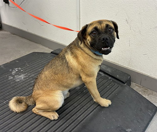 DEEBO, a dog for adoption from Maricopa County Animal Care & Control - East Valley Animal Care Center