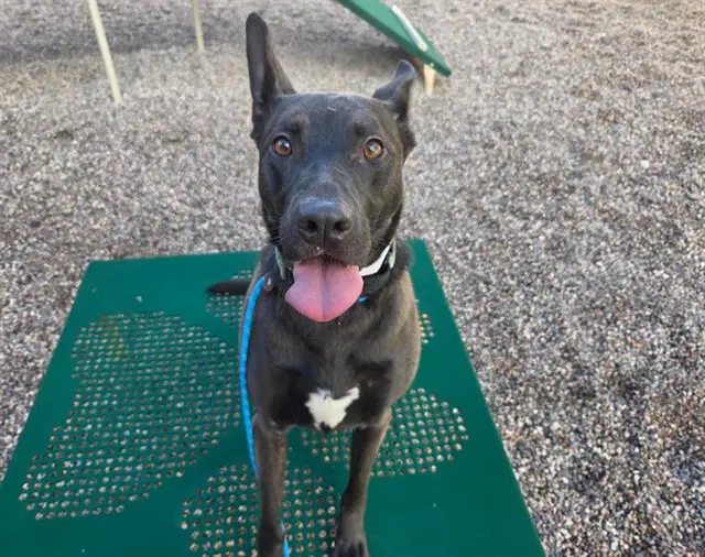 Yara - Australian Kelpie