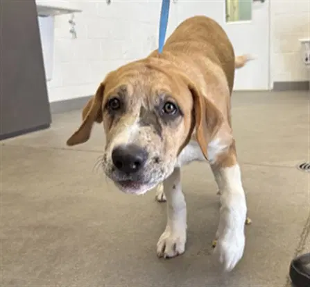 Morticia - Catahoula Leopard Dog