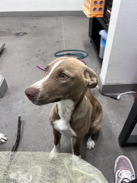Maddie - Siberian Husky