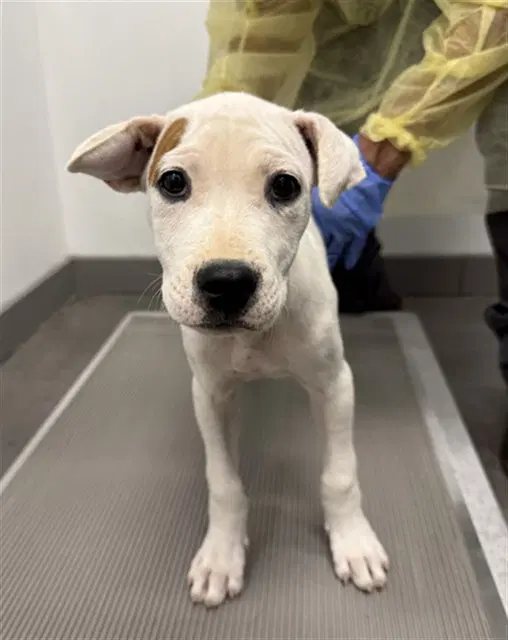 Shrek - American Pit Bull Terrier