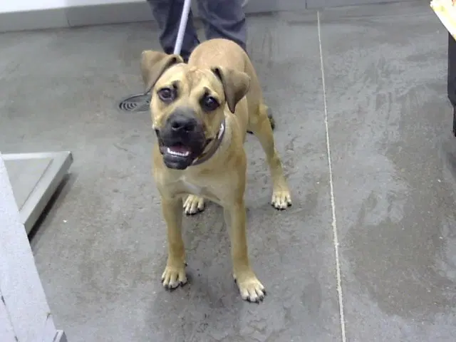 Applejack - Black Mouth Cur