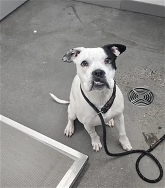 Booba - American Pit Bull Terrier