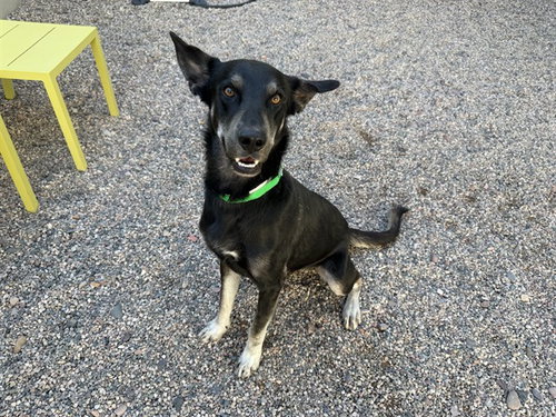 Kiln, German Shepherd Dog / Mixed (medium coat)
