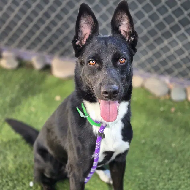 Hot Rod - Border Collie