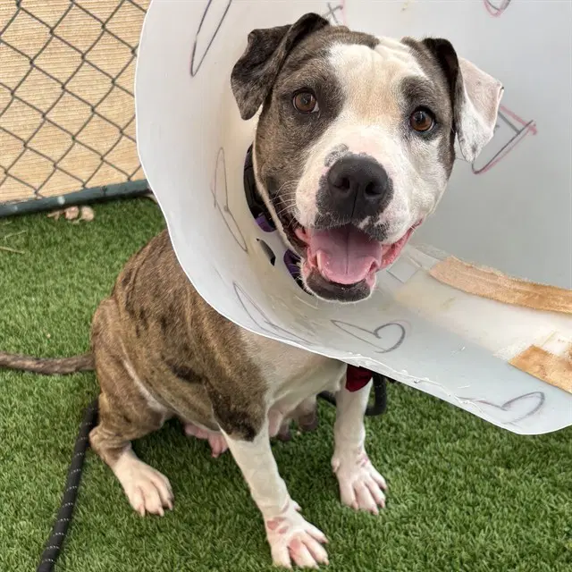 Abigail - American Pit Bull Terrier