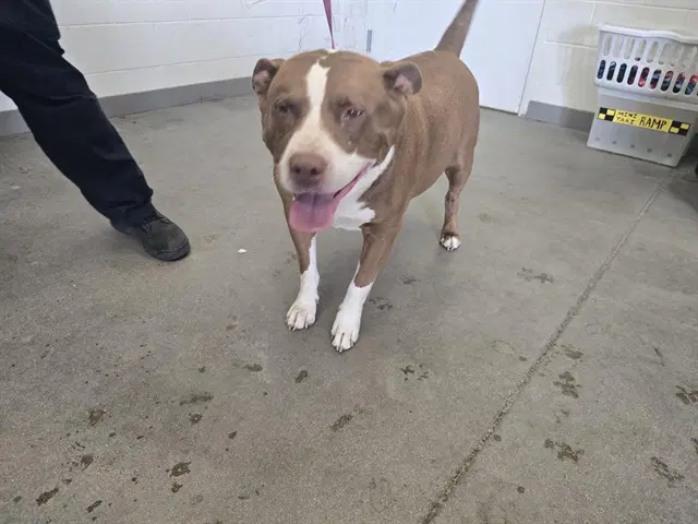 Nick - American Bulldog