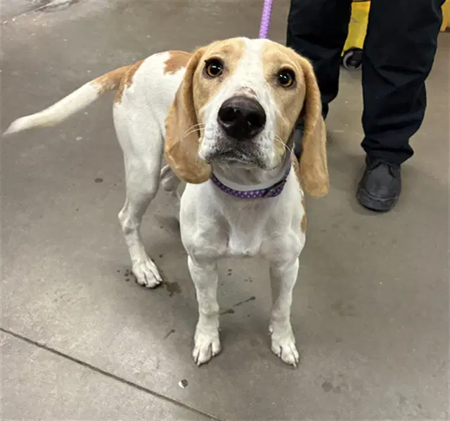 Rowdy - Beagle