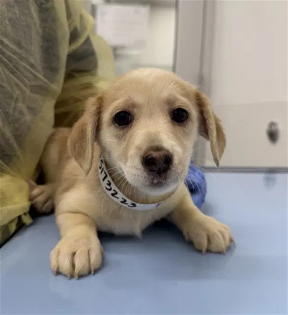 Mercedes - Labrador Retriever