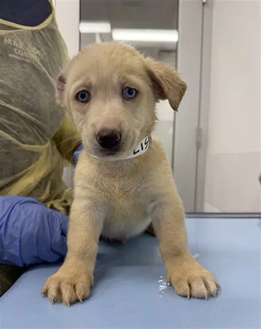 Pontiac - Labrador Retriever