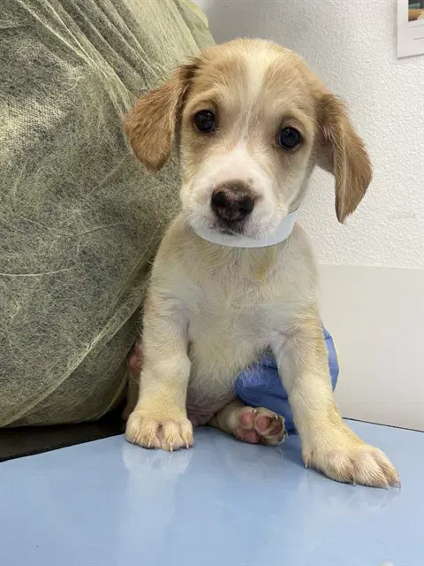Buick - Labrador Retriever