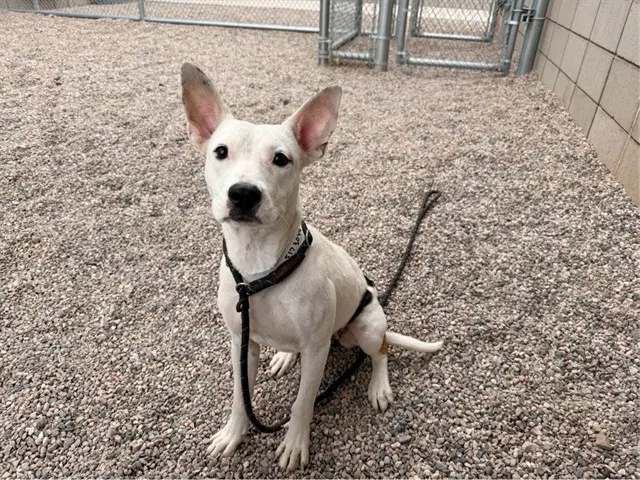Primrose - American Pit Bull Terrier