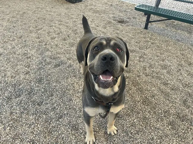Napoleon - Mastiff
