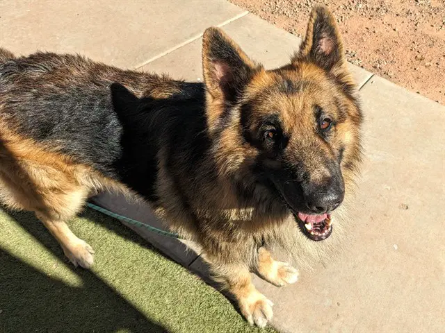 Rolo - German Shepherd Dog
