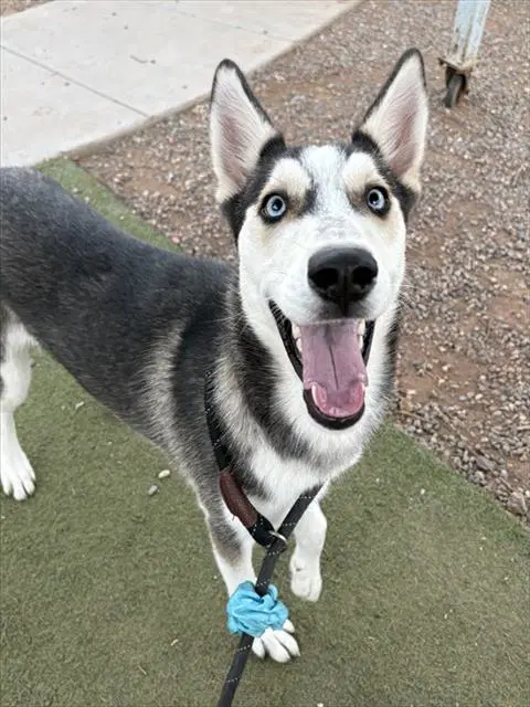 Sally - Siberian Husky