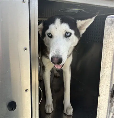Mulan - Siberian Husky