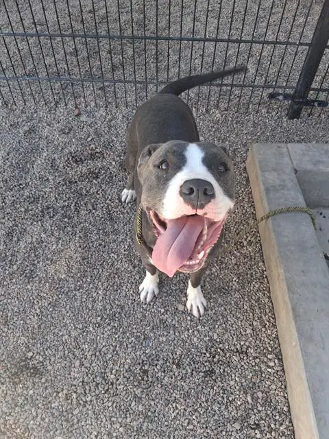 Tank - American Pit Bull Terrier