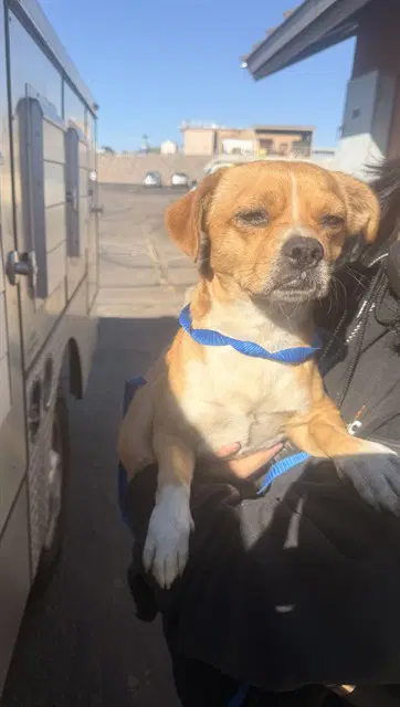 Flank - Chihuahua