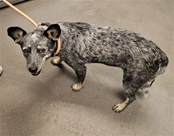 Anchusa - Australian Cattle Dog/Blue Heeler