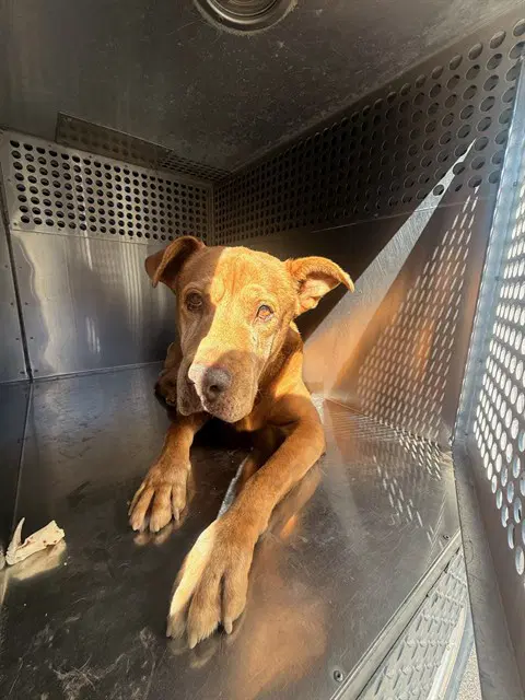 Reid - American Pit Bull Terrier