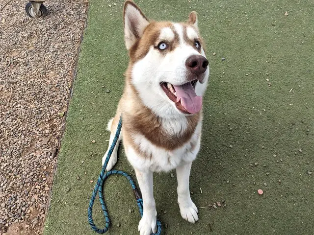 Stitch - Siberian Husky