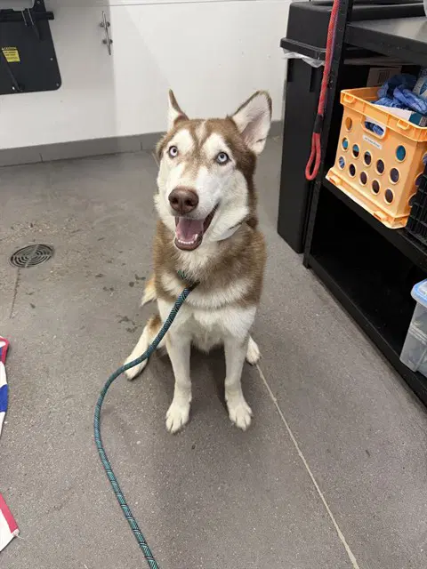 Teddy - Husky