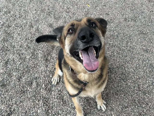 Kiki - German Shepherd Dog