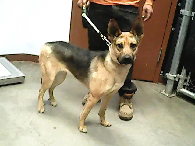 Souline - German Shepherd Dog