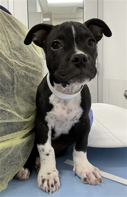 King Pup - American Pit Bull Terrier