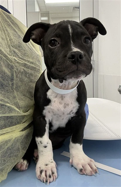 King Pup