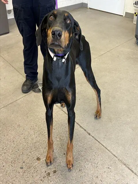 Evelynn - Doberman Pinscher