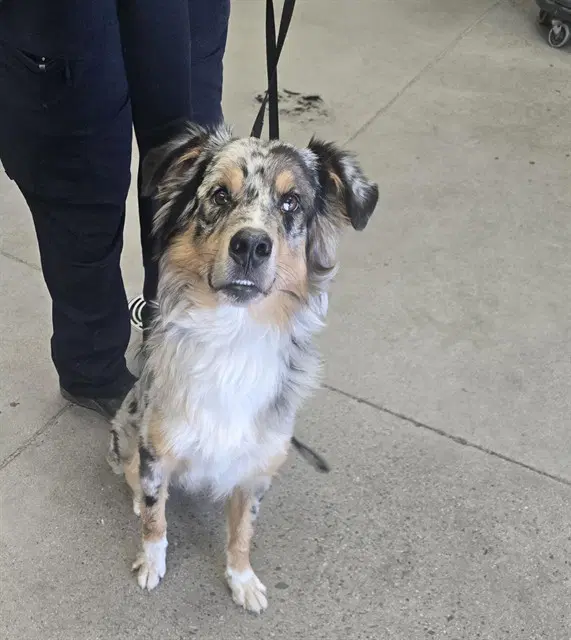 Kritter - Australian Shepherd