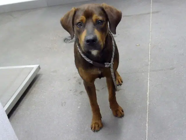 Jimmy John - Rottweiler