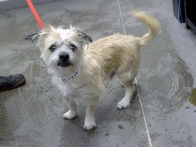 Yogi - Maltese