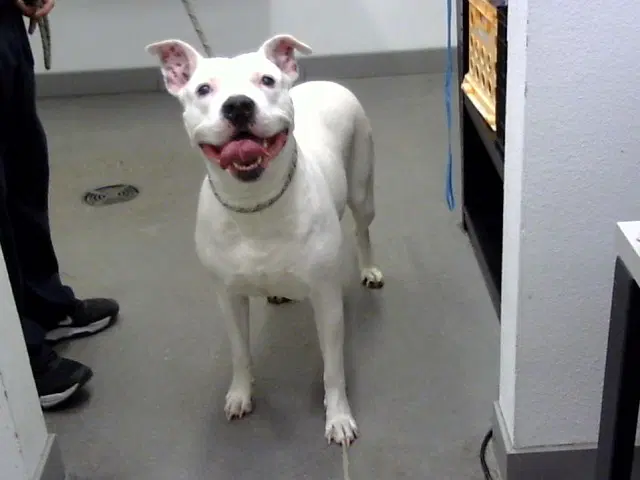 Shanier - Dogo Argentino