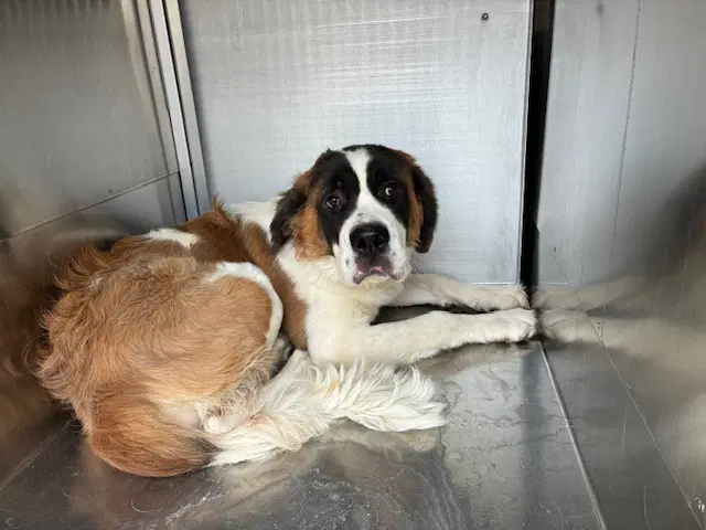 Bernadette - Saint Bernard
