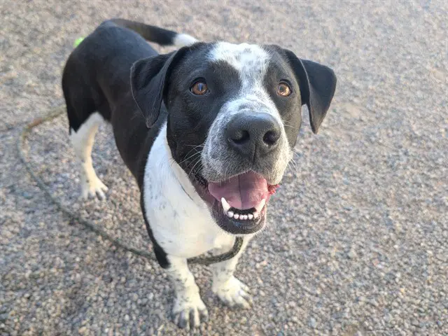 Chiska - American Pit Bull Terrier