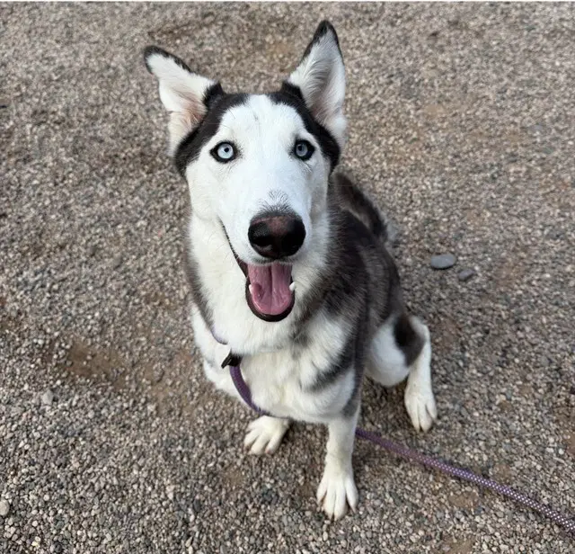 Mulan - Siberian Husky
