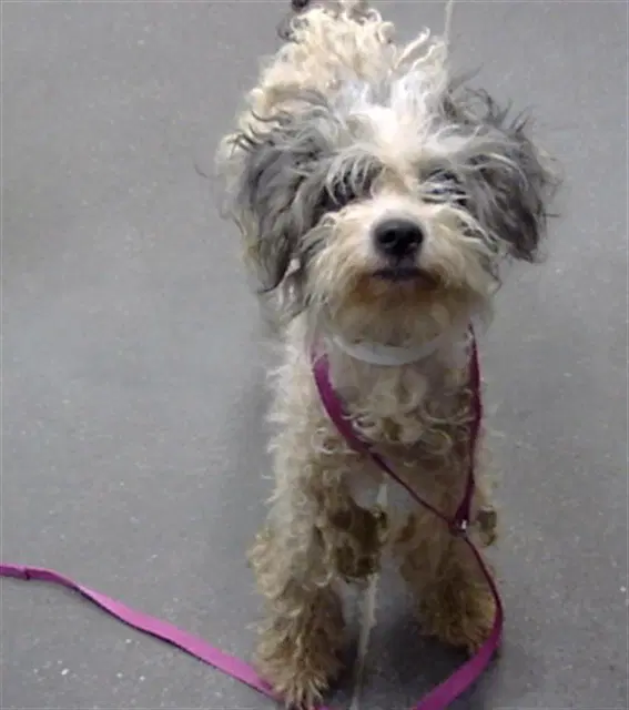 Gertie - Poodle (Toy)