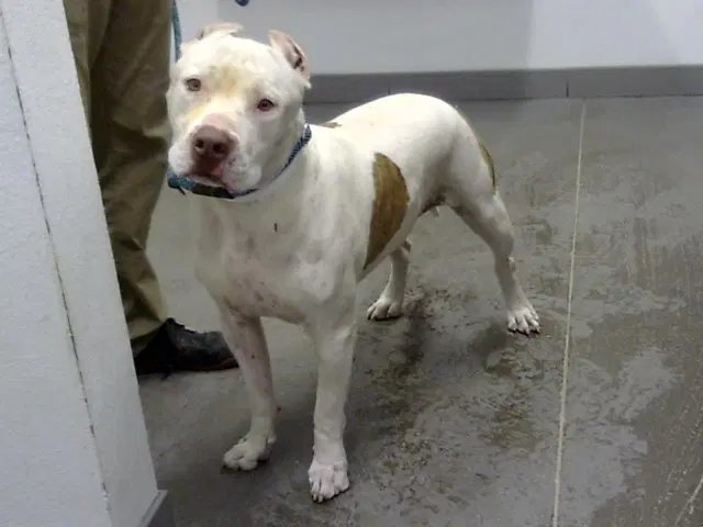 Ernie - American Staffordshire Terrier