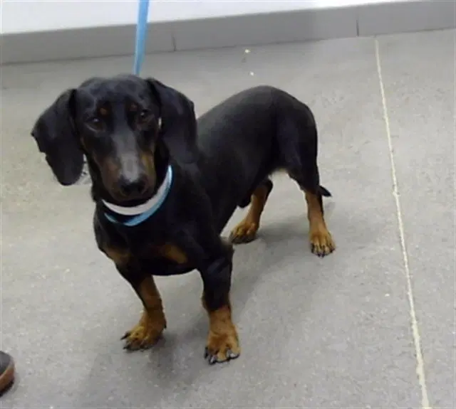 Dudley - Dachshund