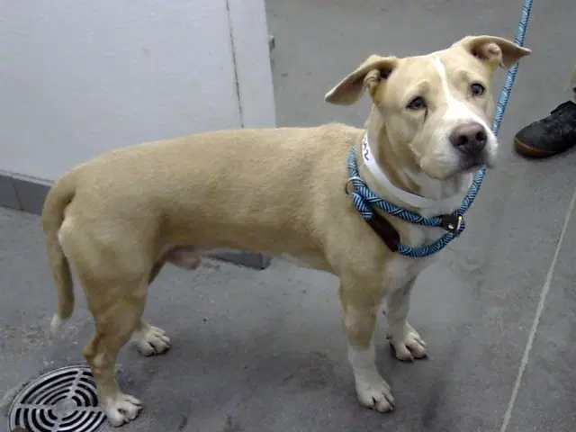 Maximus - American Pit Bull Terrier